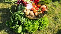 Studiu: Dieta „paleo” reală includea multe fructe și plante. Ce au descoperit cercetătorii în vase vechi de mii de ani / „Alimentele vegetale erau importante pentru toate aceste populații de vânători, pescari și culegători”
