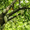 Ghana pregătește pedepse de până la 20 de ani pentru distrugerea fermelor de cacao / Mineritul ilegal este vizat de cele mai dure sancțiuni