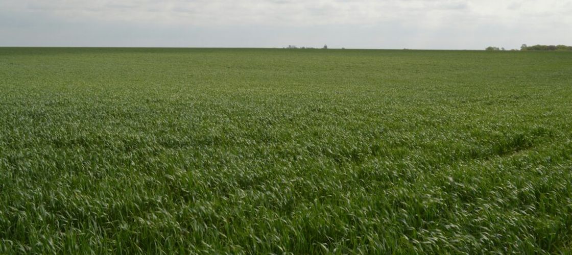 Tranzacțiile de terenuri agricole din Dolj indică o piață în curs de maturizare / Comasarea terenurilor și reducerea fragmentării devin dominante