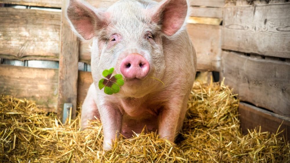 Industria porcului din România, ușoară relansare / În 2024, a crescut efectivul național / Anul acesta, în martie, numărul de capete sacrificate, mai mare