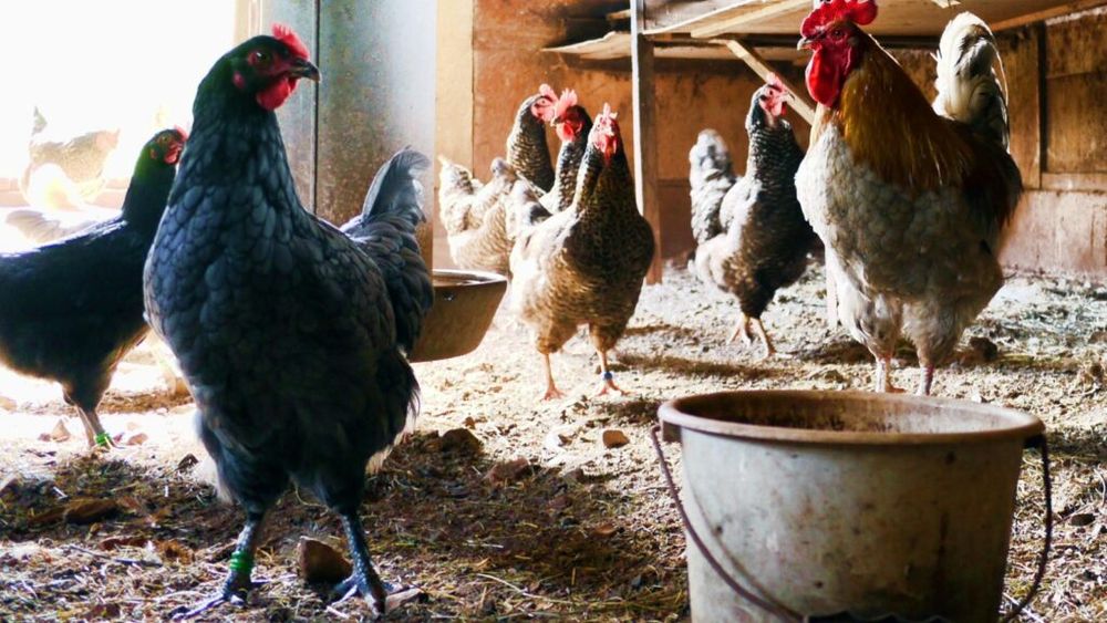 După sacrificarea a sute de mii de păsări contaminate cu gripă aviară în Europa, mai multe ţări ordonă închiderea animalelor de curte în spaţii închise, pentru a le proteja de exemplarele sălbatice