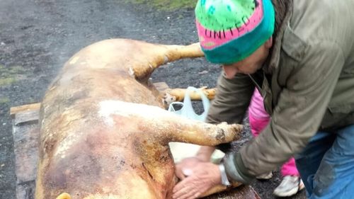 Viața într-un sat uitat de lume, unde tăiatul porcului se petrece după un adevărat ritual/„Îl țin minte pe bunicul cum făcea totul cu gesturi molcome. Nu era pe fugă. Era prezent total” VIDEO