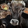 Patru focare active de tuberculoză bovină în județul Buzău. DSVSA: Tendința este de scădere, dar măsurile de prevenție rămân esențiale