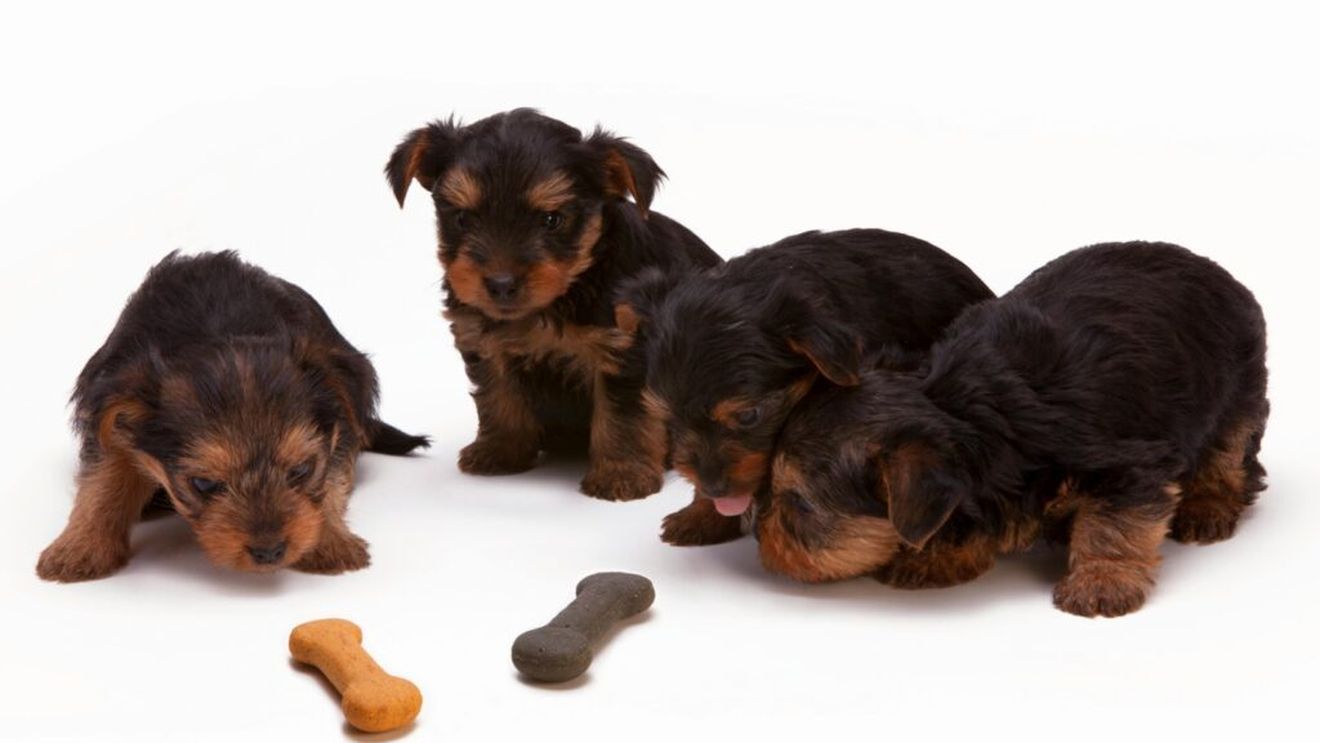 Simptome care te anunță că ar trebui să schimbi mâncarea câinelui. Cum să introduci noul produs