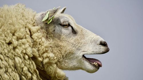 Marea Britanie a detectat primul caz de gripă aviară la o oaie