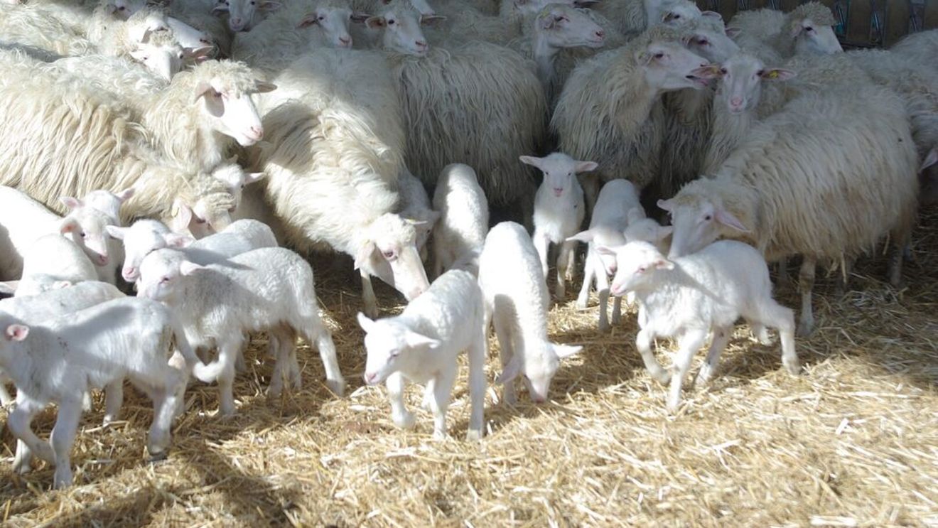 Ovine din rasa Sarda, licitate online, în Italia / Animalele au fost testate genetic, pentru a le evalua rezistența la boala numită Scrapia