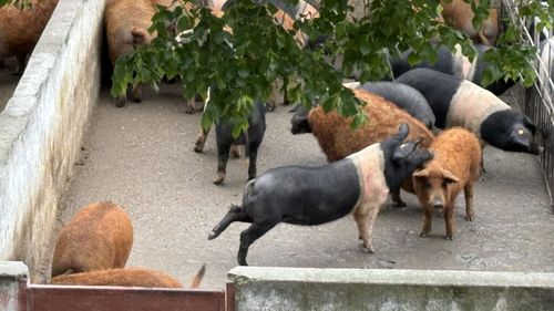 Ajutor guvernamental de 2.300 lei pentru o scroafă din rasele autohtone Mangalița și Bazna / Fermierii, obligați pentru prima oară să efectueze testul genomic ca să dovedească apartenența animalelor la una din cele două rase eligibile - proiect HG