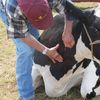 Spania rămâne fără medici veterinari în zonele rurale. Criza afectează fermele și controalele pentru bunăstarea animalelor