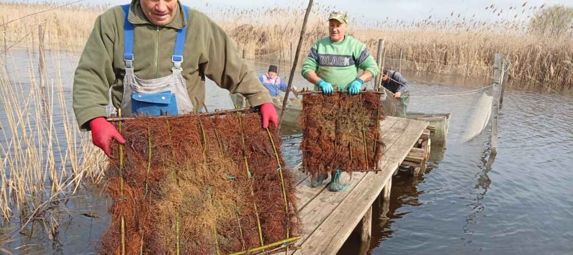 Peste 1.000 de cuiburi cu icre de șalău au fost lansate în lacul Razim, în cadrul programului de repopulare