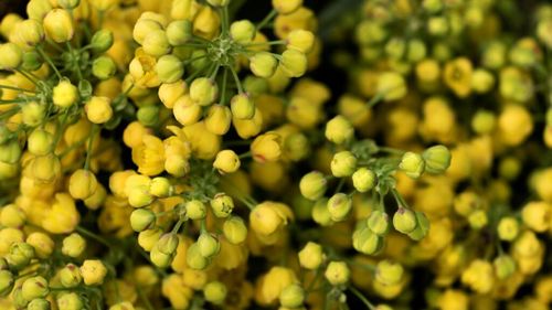 De ce Alexandru cel Mare a ajuns să-i trimită unui rival o pungă cu semințe de muștar. Cum se a ajuns un cuplu italian să producă sosuri din aceste semințe foarte ușor de cultivat