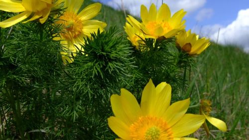 Mureș: Localnicii din Sânpetru de Câmpie, pregătiţi să deschidă puncte gastronomice după succesul ruşcuţelor de primăvară / Localnicii produc palaneţe, un produs extrem de popular în zonă, dar şi pâine pe vatră şi mâncăruri tradiţionale