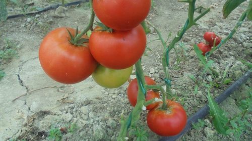 Raport pesticide 2019: Aproape jumătate din probele de tomate din cadrul programului ”Tomate românești” au conținut reziduuri de pesticide; între timp, a scăzut suprafața cultivată cu legume în sistem ecologic