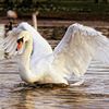 Australia confirmă al doilea caz de gripă aviară H5N1 la păsări sălbatice migratoare. Autoritățile încearcă să împiedice răspândirea virusului către fermele avicole