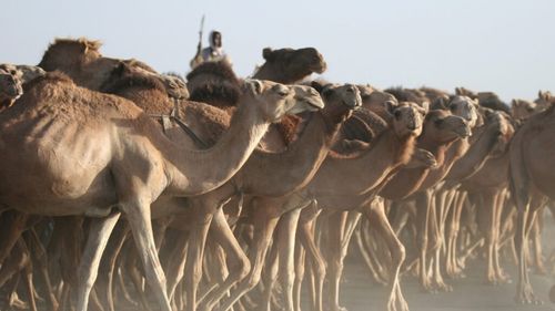 Cămila, noua vacă? Mega ferme sunt construite pentru a produce lapte și carne la scară industrială / Cercetători: Ar fi păcat ca aceste „corăbii ale deșertului” să ajungă animale de fermă blocate într-un mic padoc