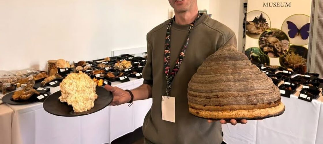Peste 150 de specii de ciuperci, expuse la Sibiu / Printre ele, exemplare cu miros de vanilie și o specie documentată în premieră în România