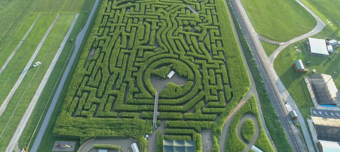 Idee inedită. Fermierii transformă lanurile de porumb în labirinturi uriașe pentru turiști