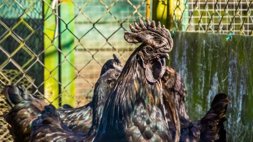 Expoziție de păsări și animale de rasă, în weekend, la Râșnov / Zeci de specii de porumbei, găini, rațe, gâște, fazani, păuni și iepuri de rasă vor fi prezentate publicului