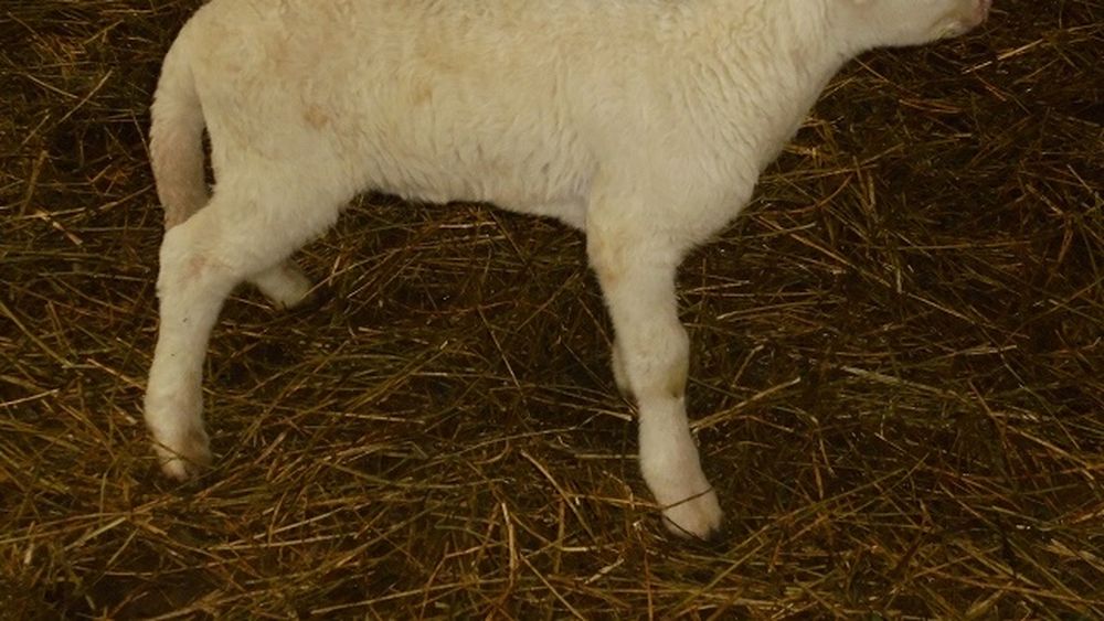 Transporturi ilegale de animale, descoperite de ANSVSA. Zeci de miei fără acte, dispăruți în județul Alba