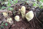 O ciupercă uriașă, de peste două kilograme, a fost descoperită în China / Dianjunus rex poate ajunge la jumătate de metru înălțime