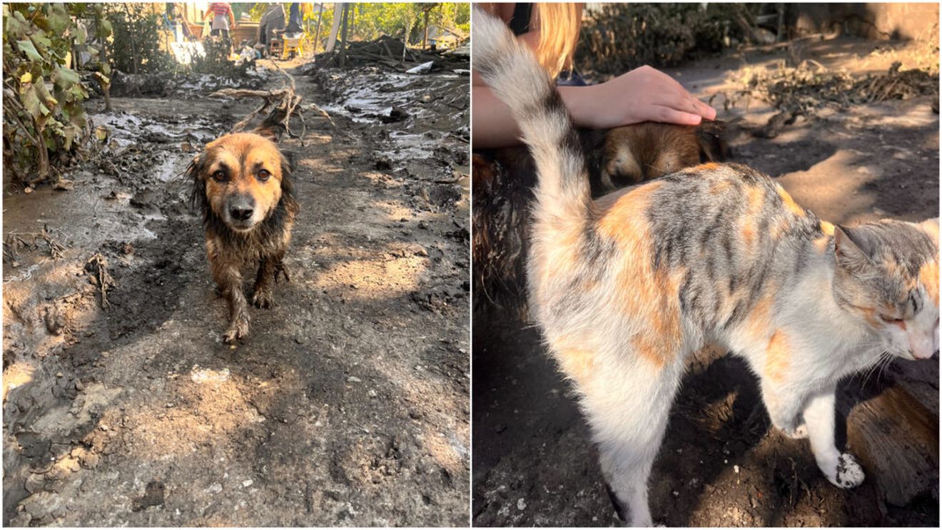 Efectele devastatoare ale inundațiilor din Vaslui și Galați: mii de animale moarte, oameni care speră să-și continue viața în containere / În tot acest peisaj post-apocaliptic, Costică Frigider își păstrează optimismul: trece el și peste viitura asta