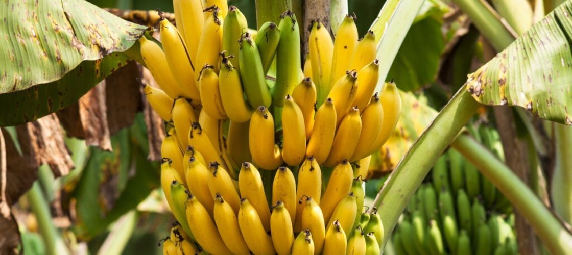 Cum să păstrezi bananele proaspete mai mult timp / Obiceiurile simple care îți pot salva fructele de la risipă