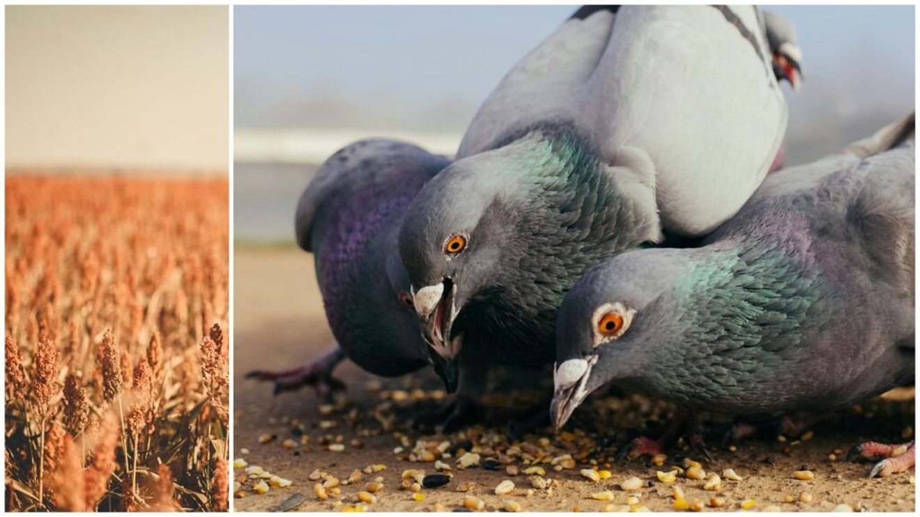 O fermă din Ialomița testează sorgul, o cereală arhaică, pentru a se adapta la schimbările climatice / Tranziția nu e costisitoare, dar s-au lovit de o problemă neașteptată - păsările hămesite într-un mediu pârjolit