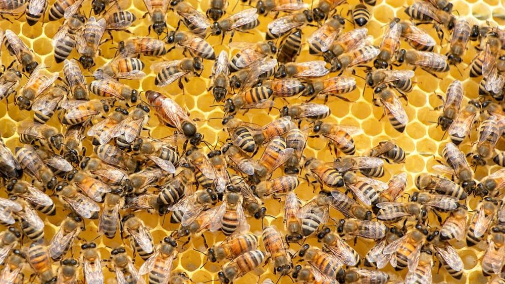 Poșta din Polonia a lansat un serviciu de transport al albinelor vii. Se speră ca el să sprijine sectorul apicol, contribuind la biodiversitate, dar și cifra de afaceri a operatorului național de poștă