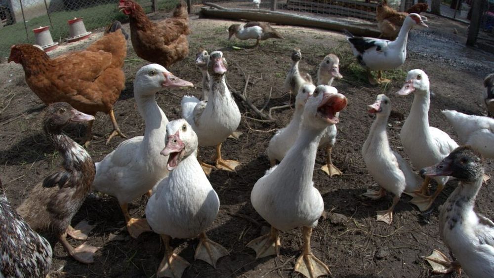 Germania și Portugalia au confirmat noi focare de gripă aviară H5N1/ In Germania, 2800 găini au contactat virusul/ In Portugalia, virusul a fost identificat la o fermă cu 257.650 de rațe pentru îngrășare