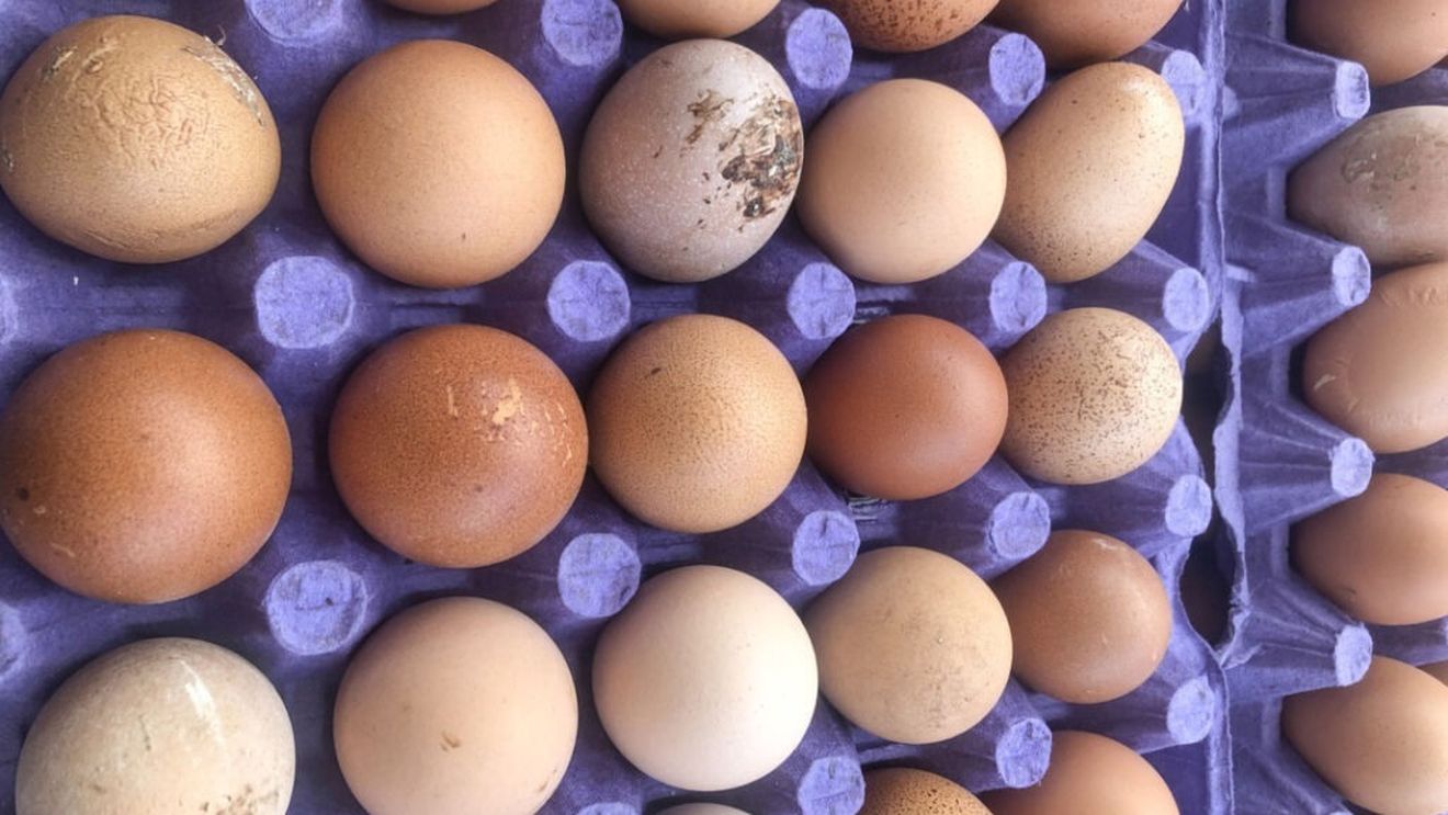 Ouăle depozitate incorect au un risc crescut de contaminare cu Salmonella / Cele murdare cu fecale de pui sunt cele mai expuse