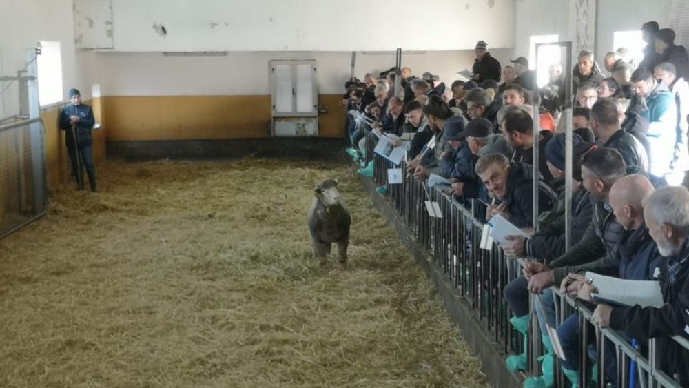 Un berbec din rasa Merinizzata Italiana, vândut la licitație pentru suma de 2.050 de euro / „Creșterea raselor autohtone este un model de sustenabilitate teritorială”