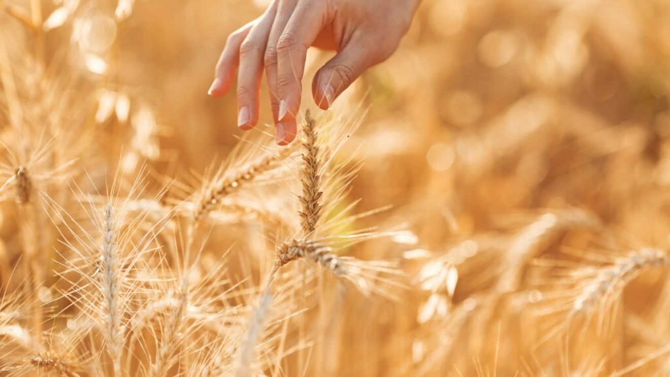 Prognoză agrometeo: Umiditatea în sol, la valori satisfăcătoare în majoritatea zonelor de cultură a grâului de toamnă