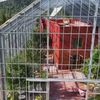 VIDEO | Au construit o casă în interiorul unei sere uriașe. Cum trăiește o familie din Norvegia înconjurată de fructe și legume: „Putem vedea și stelele prin tavanul de sticlă”