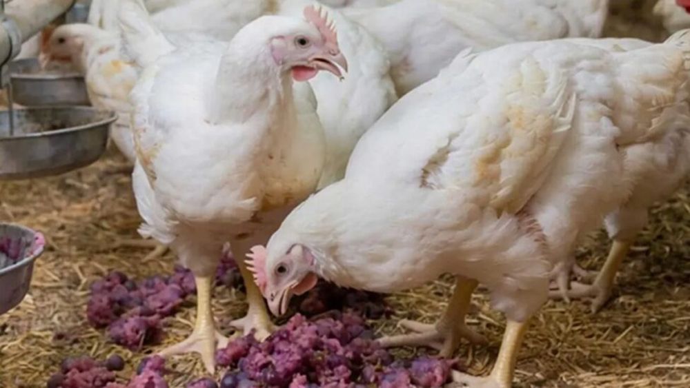 Tescovina în loc de antibiotice / Resturile rezultate din vinificație ar putea reduce utilizarea antibioticelor în fermele de păsări