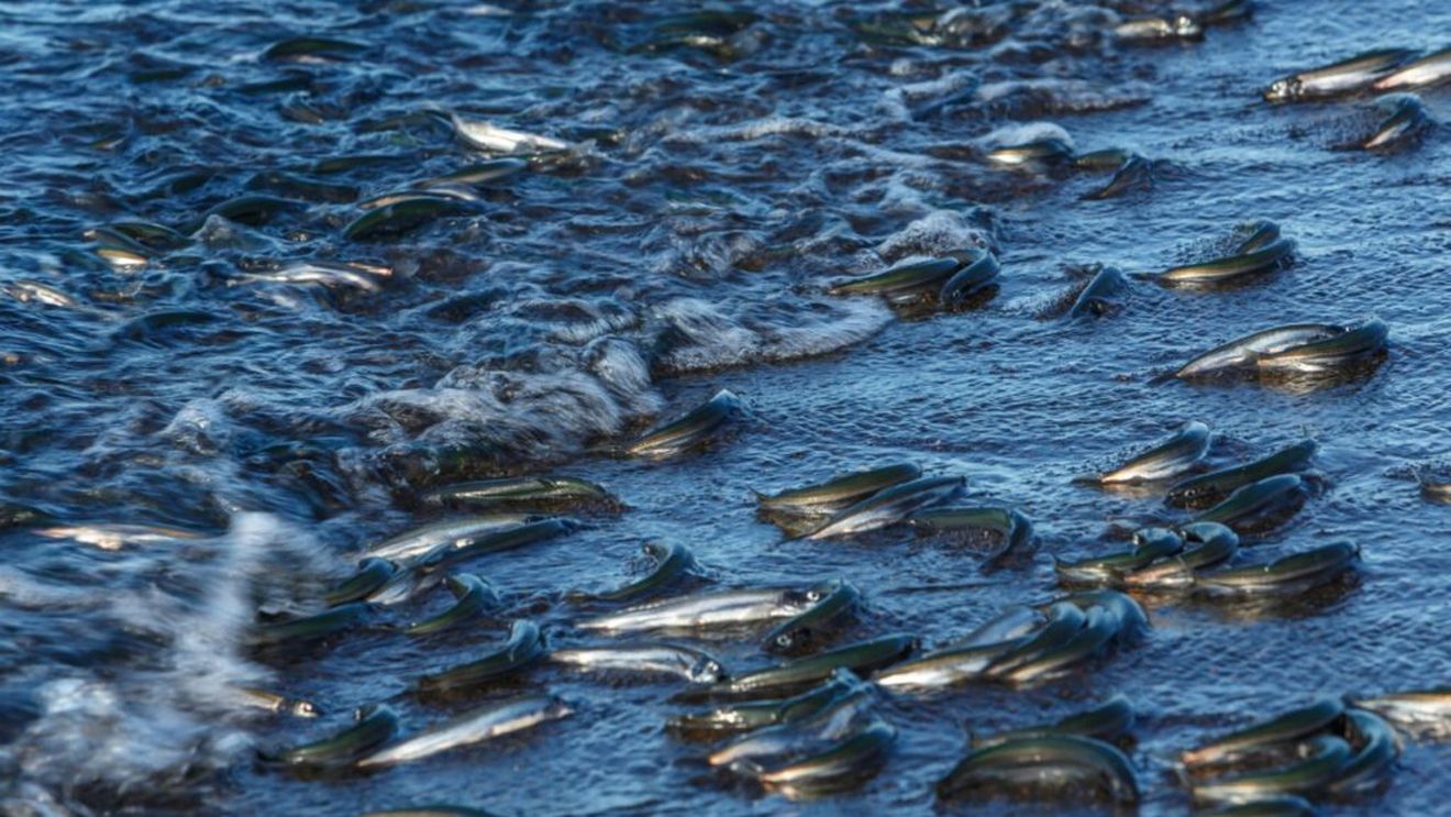 Sute de mii de peşti morţi au invadat un port turistic din Grecia în urma inundaţiilor