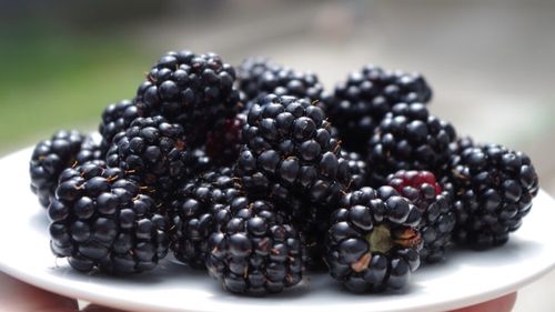 Un startup din domeniul AgTech a dezvoltat mure fără semințe / Urmează cireșe fără sâmburi?