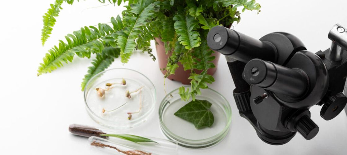 Parlamentul European se pregătește să aprobe noile plante editate genetic / Fermierii sunt împărțiți între speranță și îngrijorare: susținătorii invocă rezistența la secetă, criticii se tem de monopoluri