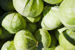 Cum să prepari varza ca să fie mai ușor de digerat și să provoace mai puțină balonare / De ce varza fermentată este mai blândă pentru stomac decât cea crudă
