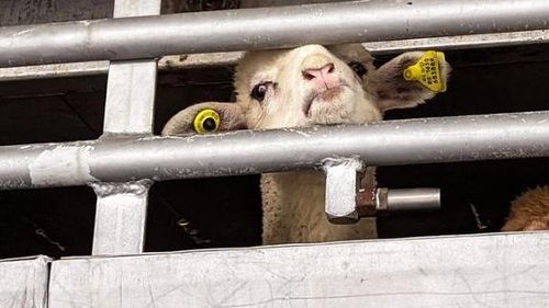 VIDEO Mieii din România, destinați sacrificării de Paște în Italia, opriți la graniță / Un șofer a fost amendat cu 3.300 de euro pentru că animalele nu aveau spațiu suficient și  sistemul de adăpare nu se putea utiliza