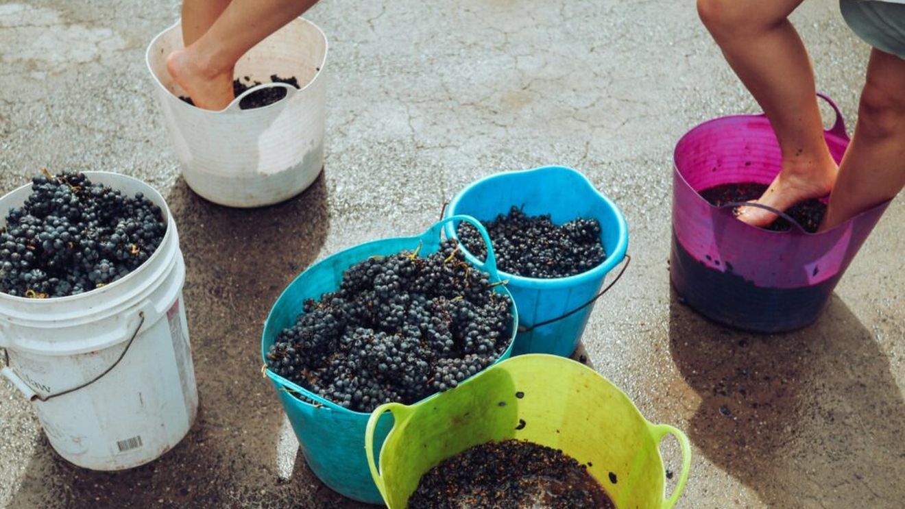 Mustul de struguri, un elixir al sănătății, elogiat încă din epoca romană/Plin de vitamine și antioxidanți, mustul conține și enzime care ajută rinichii, ficatul și digestia