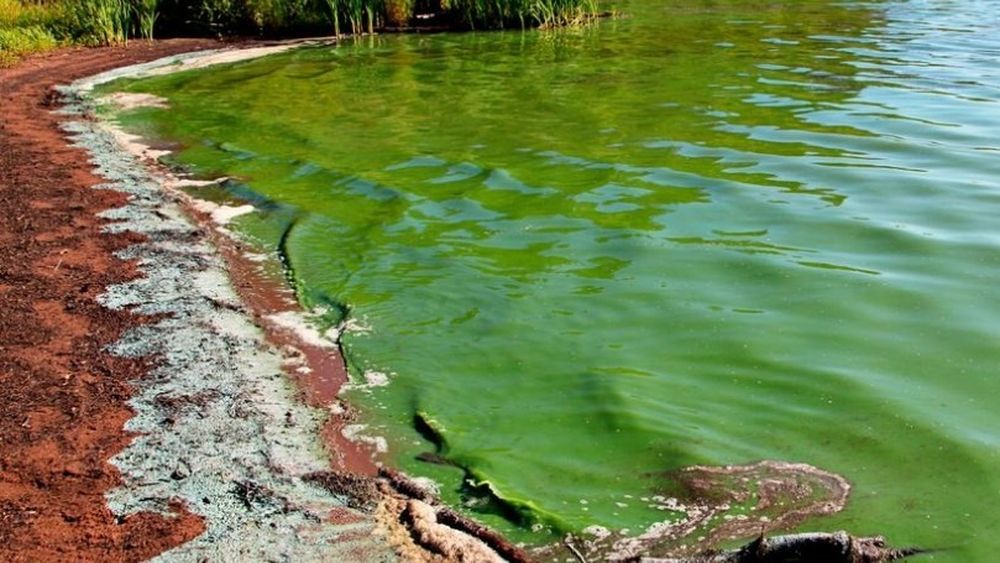 Algele crescute pe ape uzate din industria lactatelor pot reduce cu 25% utilizarea îngrășămintelor minerale, spun cercetătorii