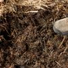Criza îngrășămintelor se adâncește în Europa / Noua strategie a Comisiei Europene propune mai mult bălegar în agricultură, idee care stârnește critici dure