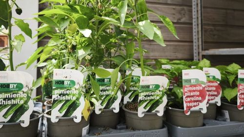 VIDEO | Îți plac ardeii iuți? Iată câteva răsaduri care se pot cultiva și pe balcon/ Jalapeno și habanera stau fără probleme lângă un ghiveci cu hrean japonez wasabi sau câteva roșii negre