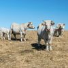 Agenţia de Plăţi şi Intervenţie pentru Agricultură a plătit ajutorul de stat în sectorul creşterii animalelor, circa 16 milioane lei