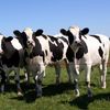 Ce este virusul shamonda? Au fost confirmate cazuri la bovine în șapte locații din Spania. „Boala nu este mortală și nu se transmite la om”