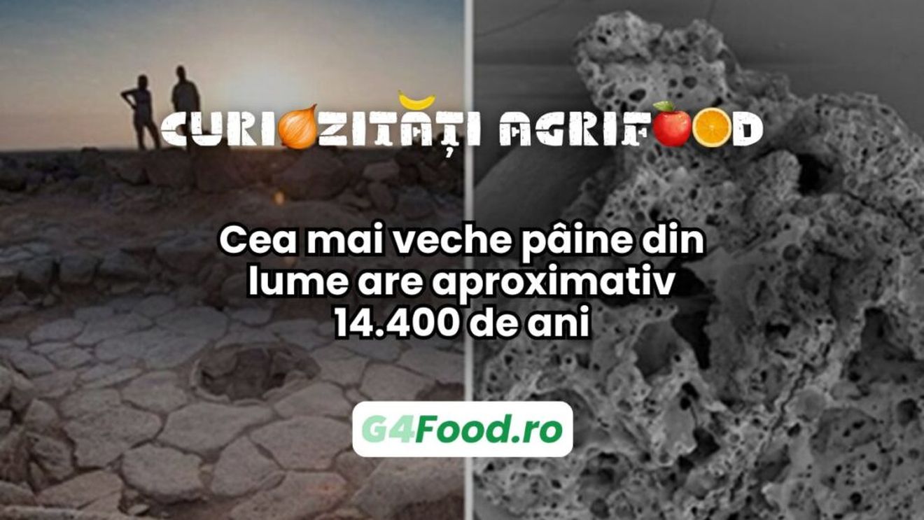 Curiozitate agri-food: cea mai veche pâine din lume are aproximativ 14.400 de ani / Descoperirea dovedește că pâinea era preparată cu mii de ani înainte de apariția agriculturii