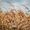 Temperaturi de până la 41°C în zonele agricole. ANM avertizează că plantele neirigate vor începe să se ofilească și să se usuce prematur