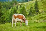 Fermierii din Bucovina se tem că vor rămâne fără piață pentru lapte după 1 august / Ei fac un apel public către procesatori și investitori