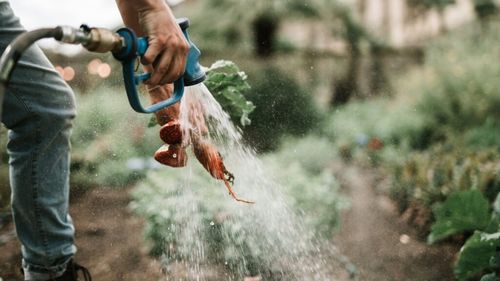 Participanții la o nuntă din SUA, implicați în activități agricole la ferma la care a fost organizat evenimentul: „Nu am vrut să fim doar oaspeți”