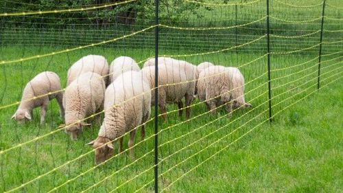 Gardurile anti-lupi, soluția fermierilor pentru protecția împotriva animalelor sălbatice / În unele zone, s-a înregistrat o frecvenţă mai mare a atacurilor față de anii precedenți