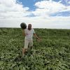 FOTO-VIDEO | A început sezonul lubeniței de Gottlob / Producătorii vând mai ieftin, deși costurile au crescut: „Au apărut foarte multe importuri, ceea ce a dus la scăderea accentuată a prețurilor””